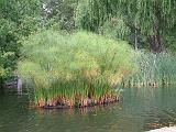 Papyrus in lake 